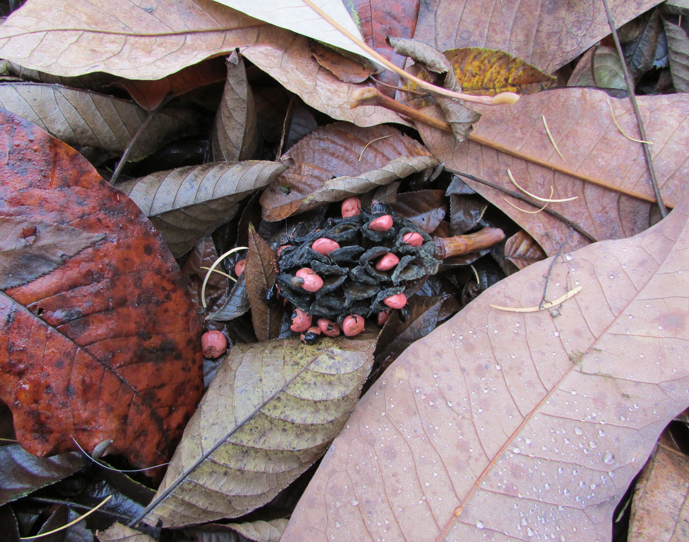 Image of Magnolia tripetala specimen.