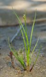 род Juncus