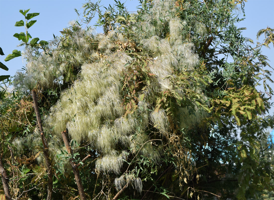 Image of Clematis orientalis specimen.