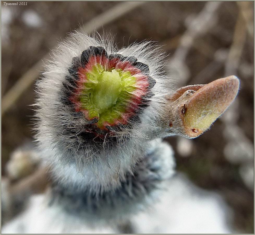 Image of Salix &times; holosericea specimen.