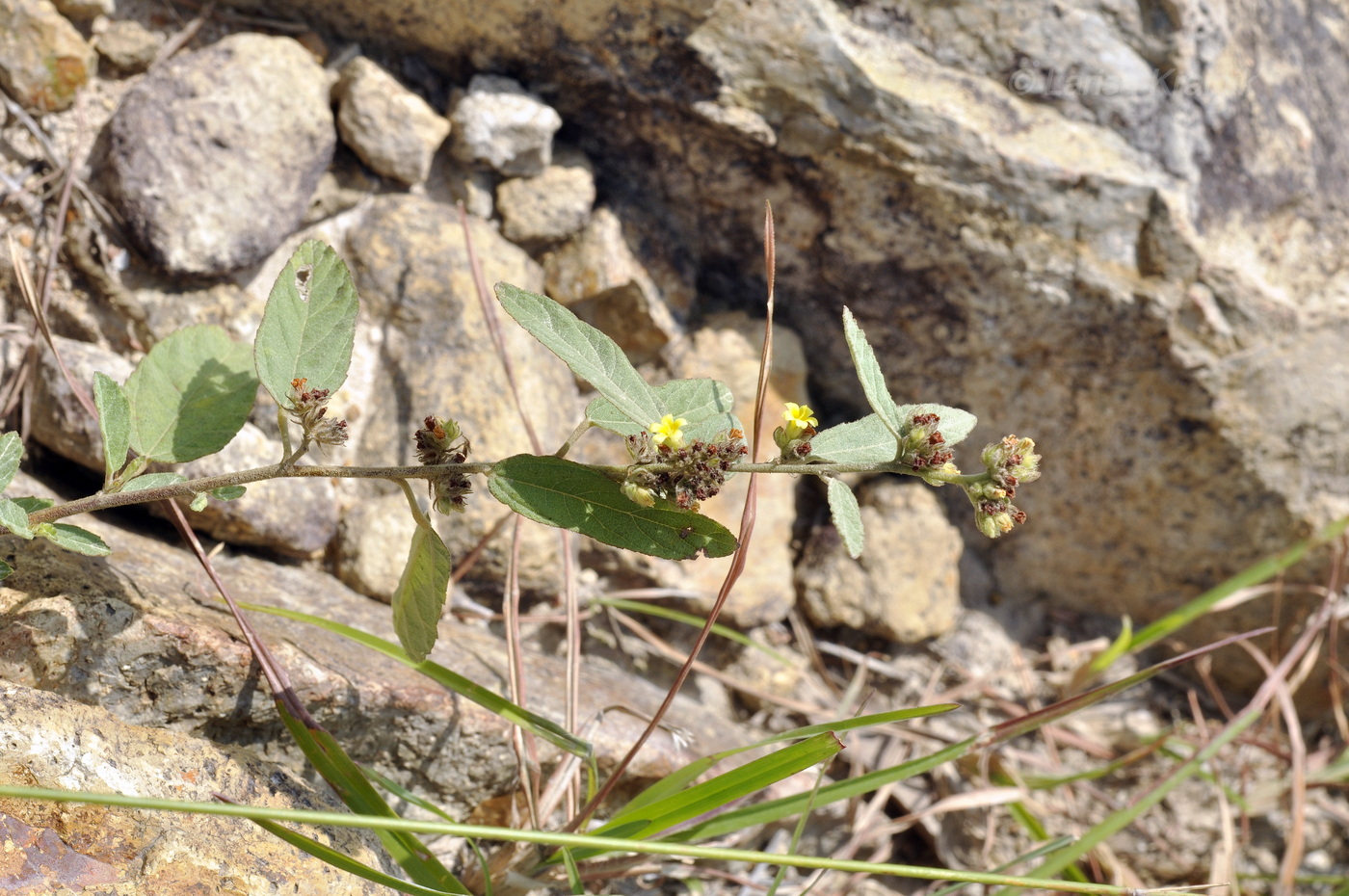 Изображение особи Waltheria indica.