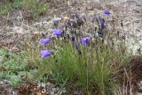 Campanula rotundifolia. Цветущее растение. Кольский полуостров, Кандалакшский берег Белого моря, левый берег в устье р. Чёрная, дюна. 1 июля 2025 г.