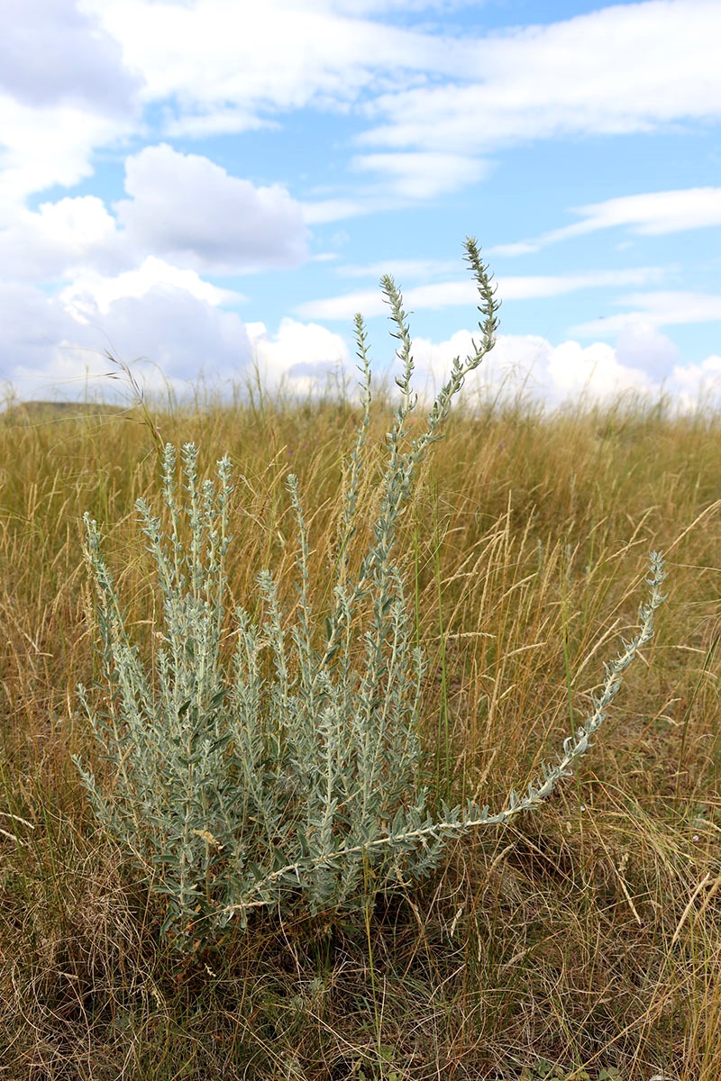 Image of Krascheninnikovia ceratoides specimen.