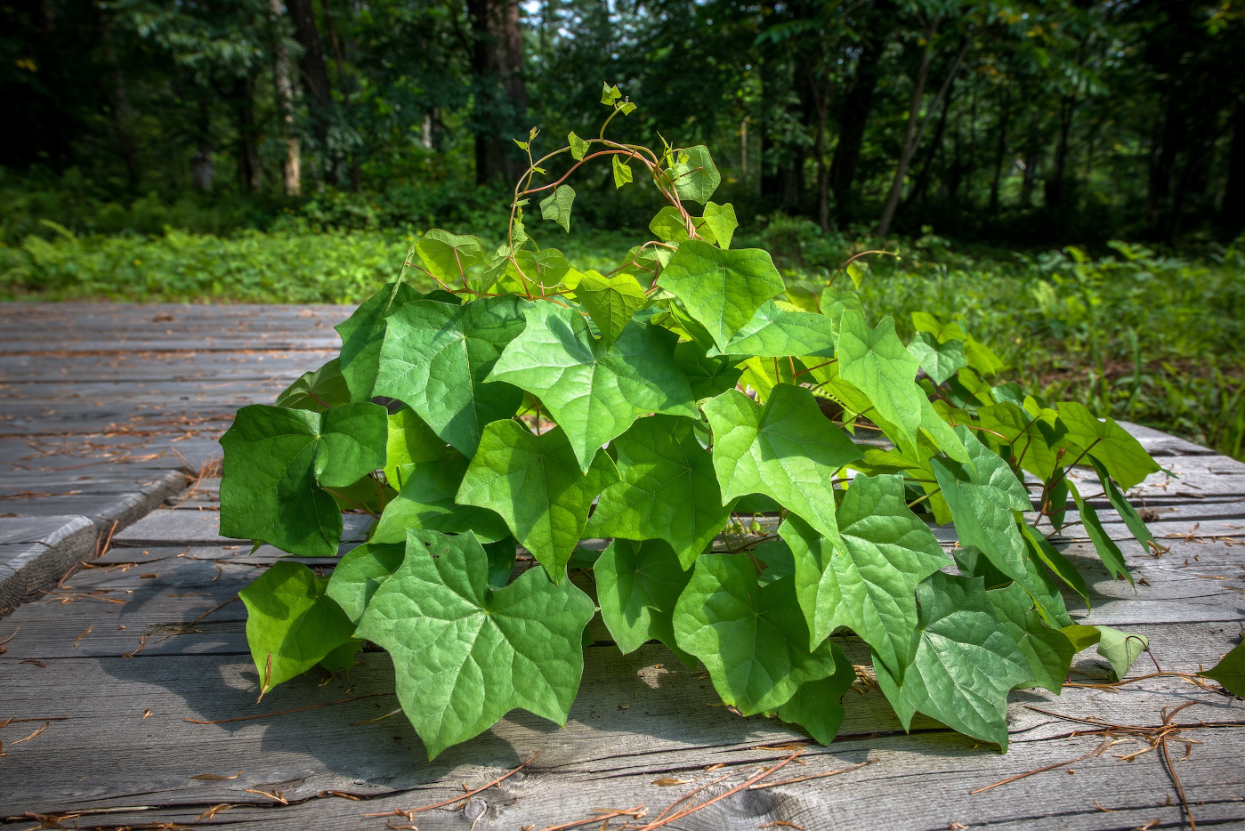 Изображение особи Menispermum dauricum.