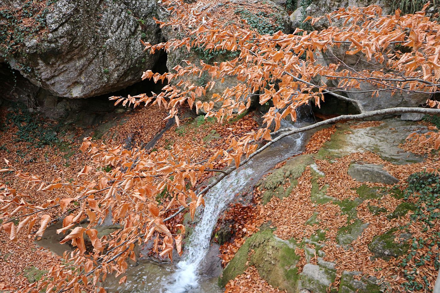 Image of Fagus &times; taurica specimen.