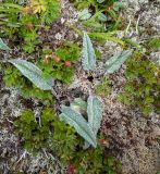 род Saussurea. Листья на лишайниковой подушке. Приморский край, Сихотэ-Алинь, гора Аник, горная тундра. 20.08.2020.