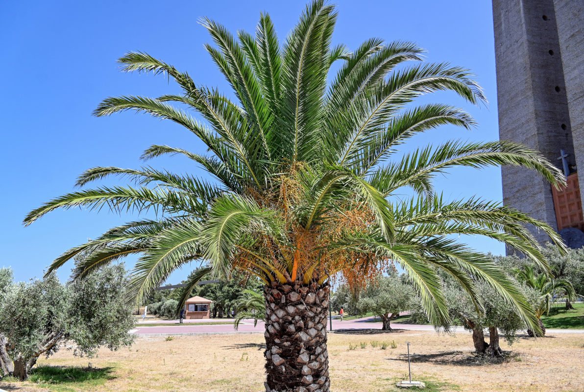Изображение особи Phoenix canariensis.