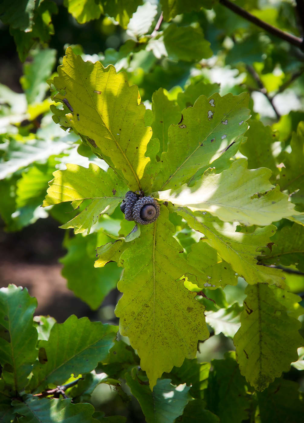 Изображение особи Quercus mongolica.