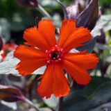 Lychnis chalcedonica. Цветок. Свердловская обл., окр. г. Североуральск, дачный участок. 08.07.2023.