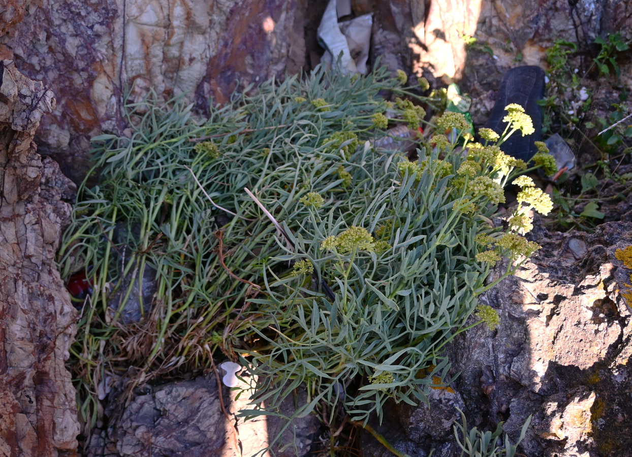 Изображение особи Crithmum maritimum.