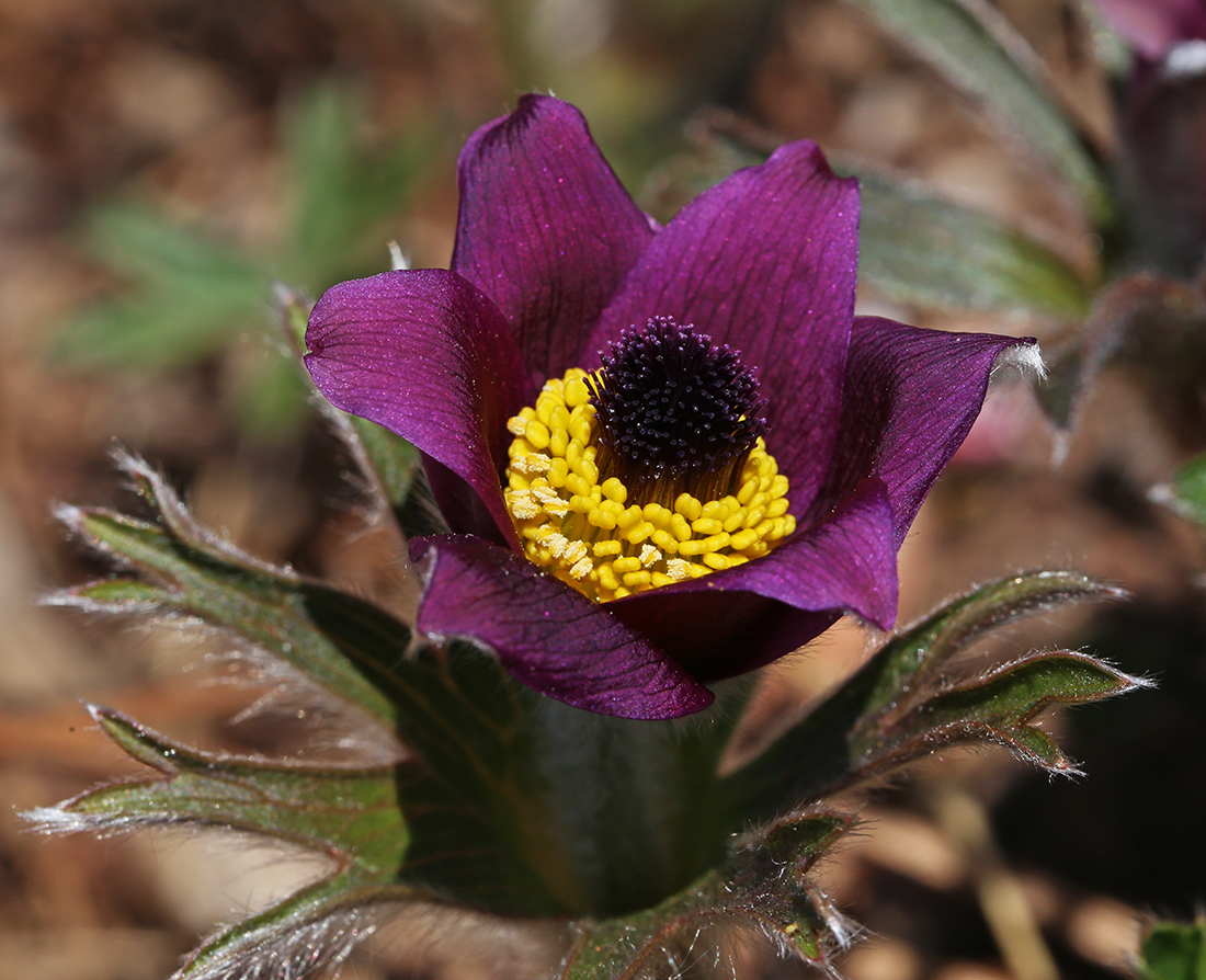 Image of Pulsatilla chinensis specimen.