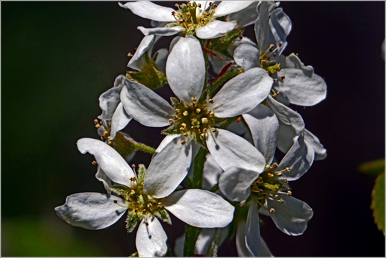 Изображение особи Amelanchier spicata.