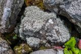род Stereocaulon. Талломы на камне; справа - листья Bergenia pacifica. Приморский край, Чугуевский р-н, гора Голец, 1600 м н.у.м., курумник. 13.06.2026.