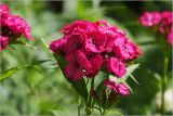 Dianthus barbatus. Соцветие. Московская обл., Раменский р-н, окр. дер. Хрипань, садовый участок. 16.06.2026.