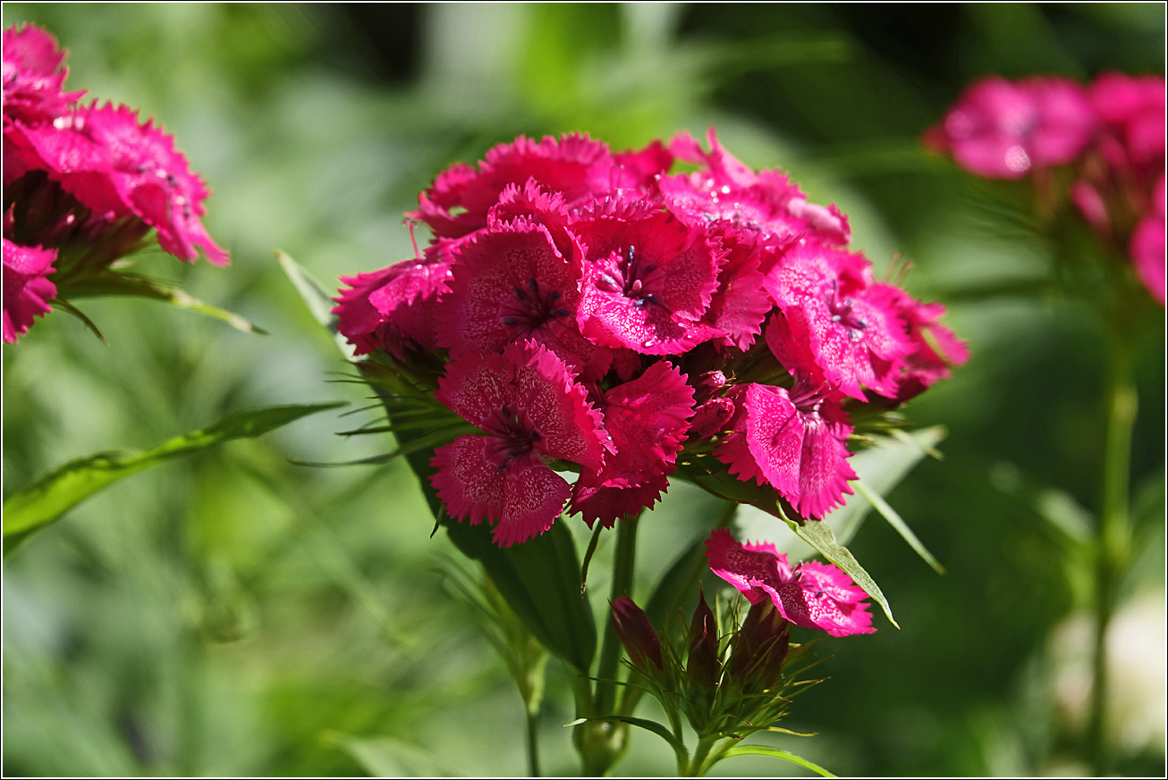 Изображение особи Dianthus barbatus.
