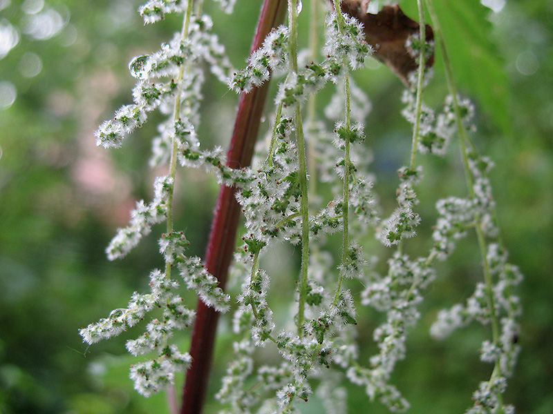 Изображение особи Urtica dioica.