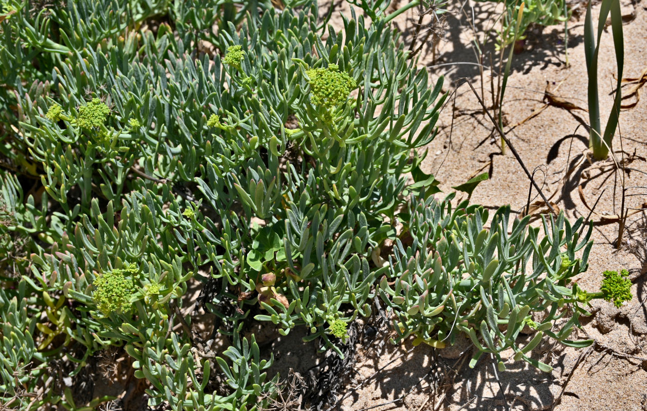 Изображение особи Crithmum maritimum.