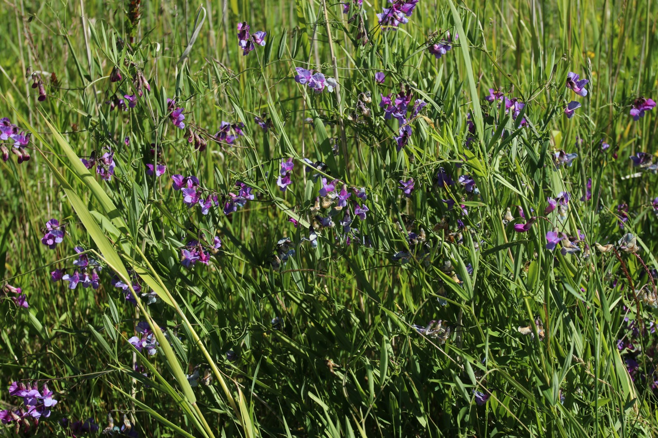 Image of Lathyrus palustris specimen.