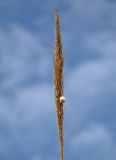 Arundo donax. Отплодоносившее соплодие с сидящей улиткой. Португалия, округ Сетубал, г. Сетубал, у дороги. 16.08.2025.
