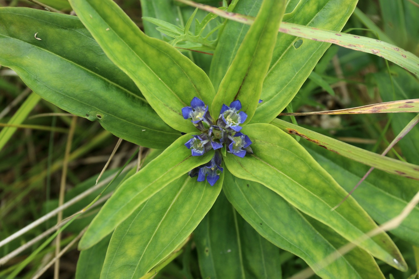 Image of Gentiana cruciata specimen.