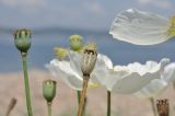 Papaver sokolovskajae. Плоды. Приморье, о. Шкота, коса, каменистый берег моря. 27.06.2026.