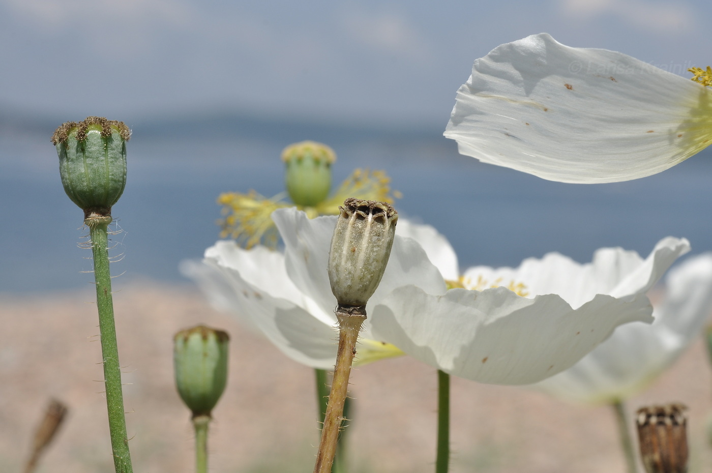 Изображение особи Papaver sokolovskajae.