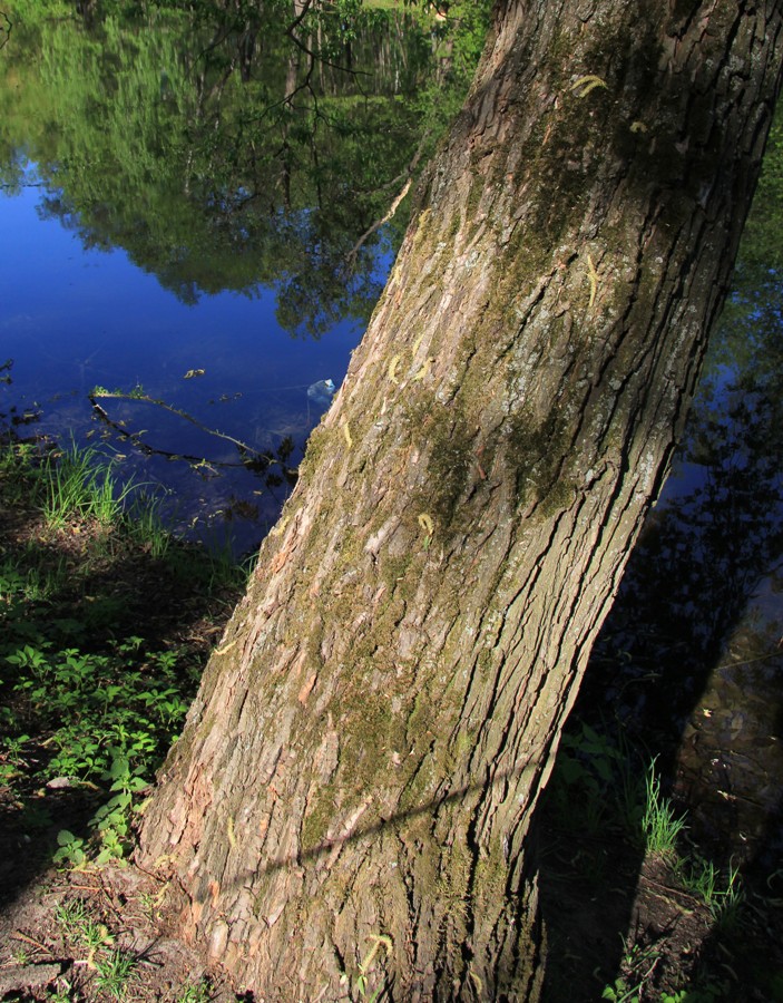 Image of Salix × meyeriana specimen.