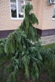 Platycladus orientalis. Растение с шишками. Краснодарский край, г. Краснодар, придомовое озеленение. 16.08.2026.
