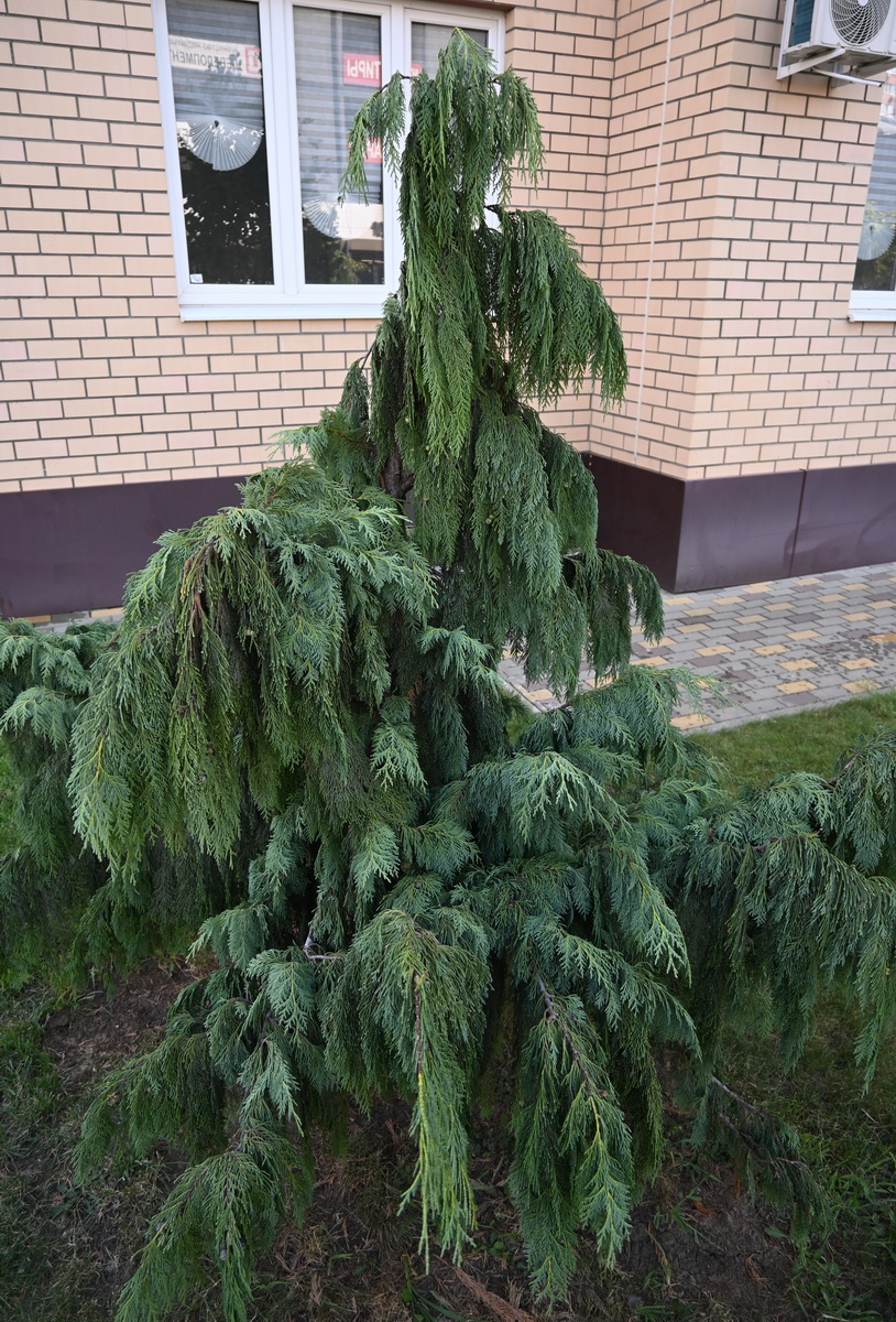 Изображение особи Platycladus orientalis.