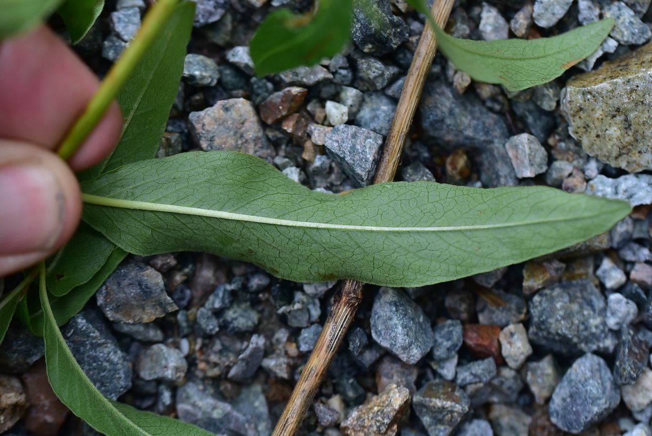 Image of genus Aconogonon specimen.