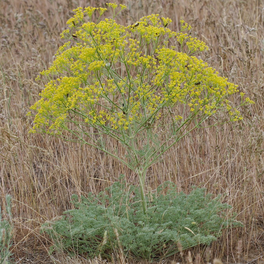 Image of Prangos odontalgica specimen.