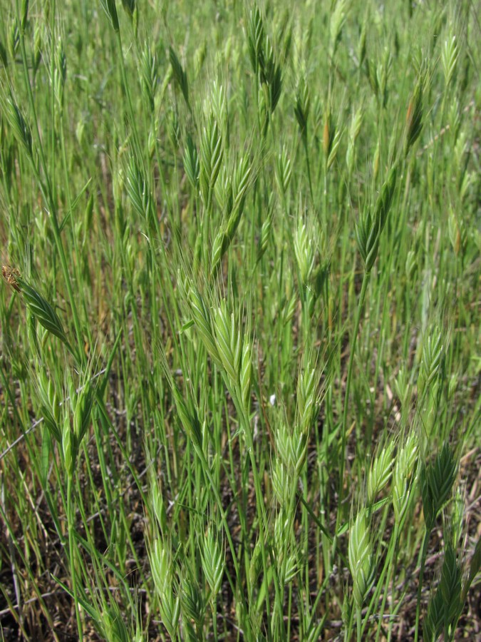 Image of Trachynia distachya specimen.