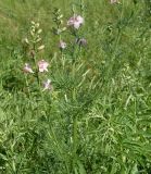 Delphinium ajacis