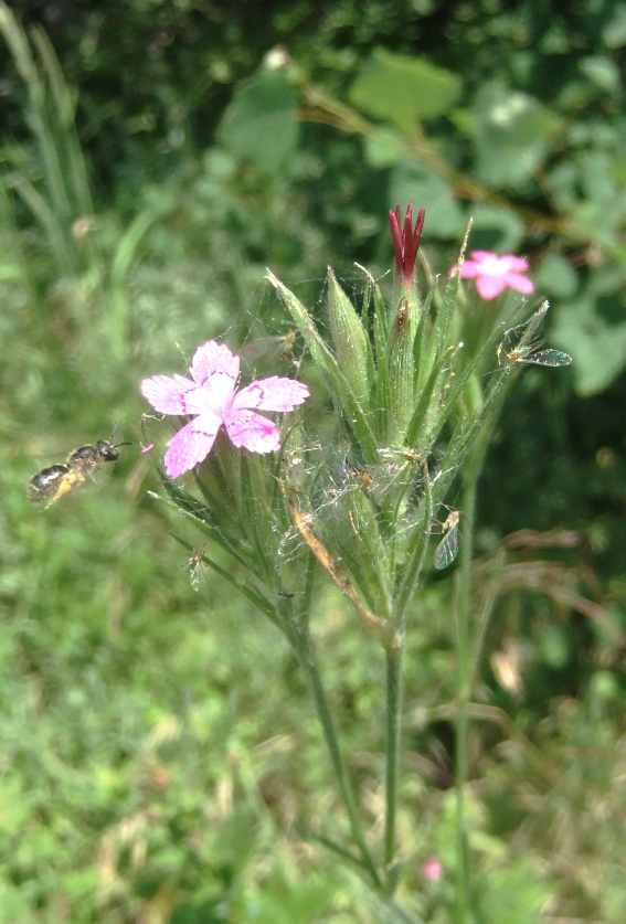 Изображение особи Dianthus armeria.