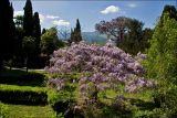 Wisteria sinensis