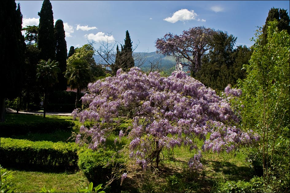 Изображение особи Wisteria sinensis.