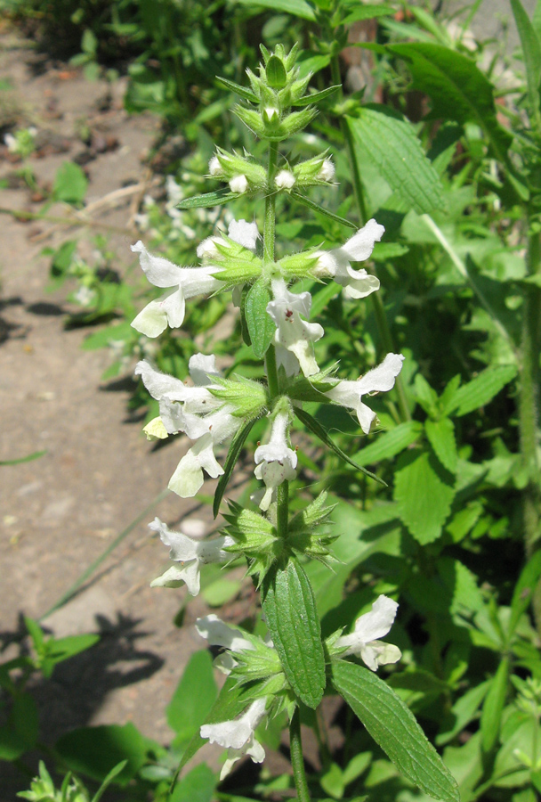 Изображение особи Stachys annua.