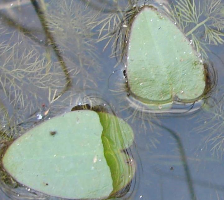 Изображение особи Caldesia parnassifolia.