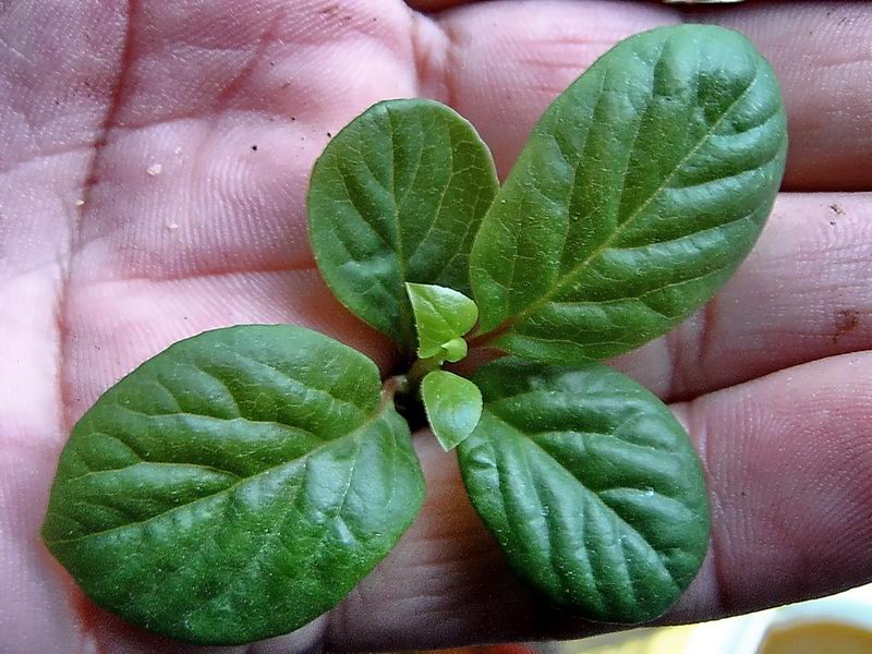 Image of Schisandra chinensis specimen.