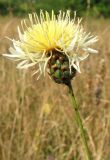 Centaurea rigidifolia