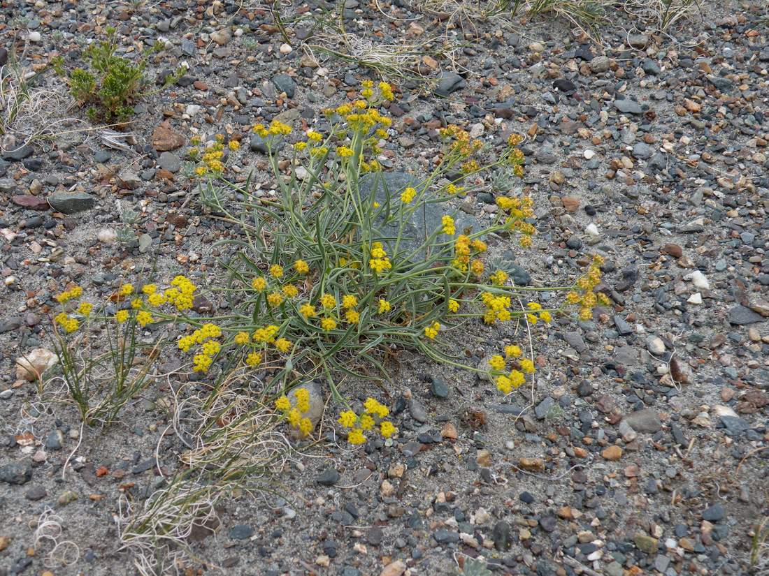 Image of Bupleurum bicaule specimen.