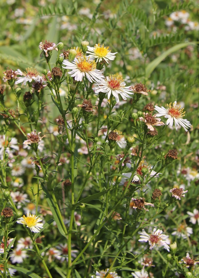 Изображение особи Symphyotrichum &times; salignum.