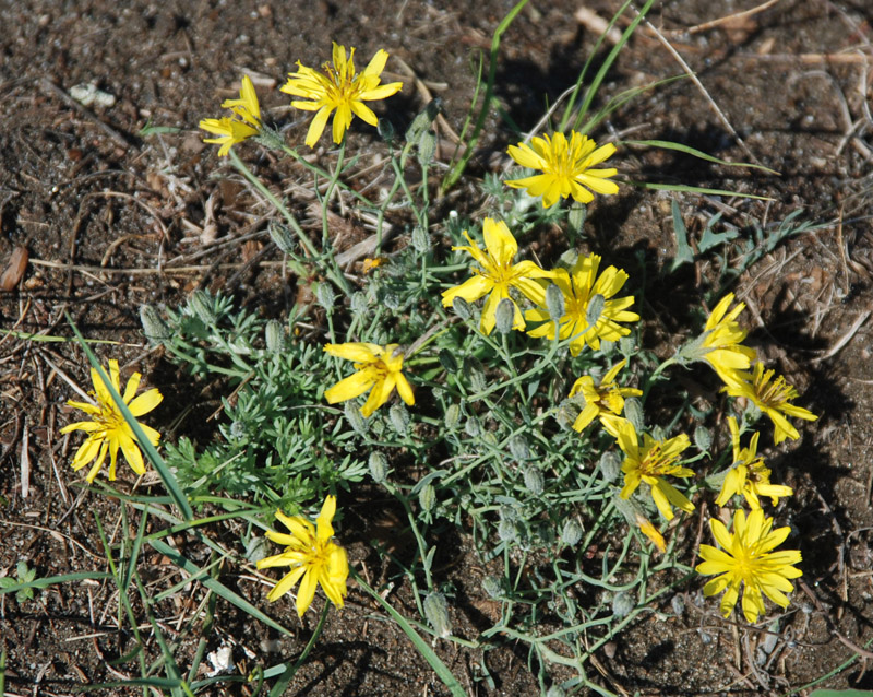 Image of Youngia tenuifolia specimen.