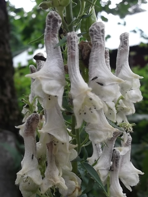 Изображение особи Aconitum orientale.