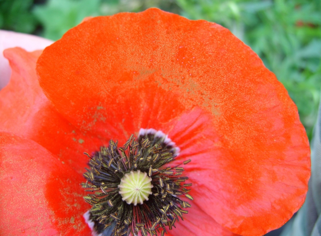 Изображение особи Papaver rhoeas.