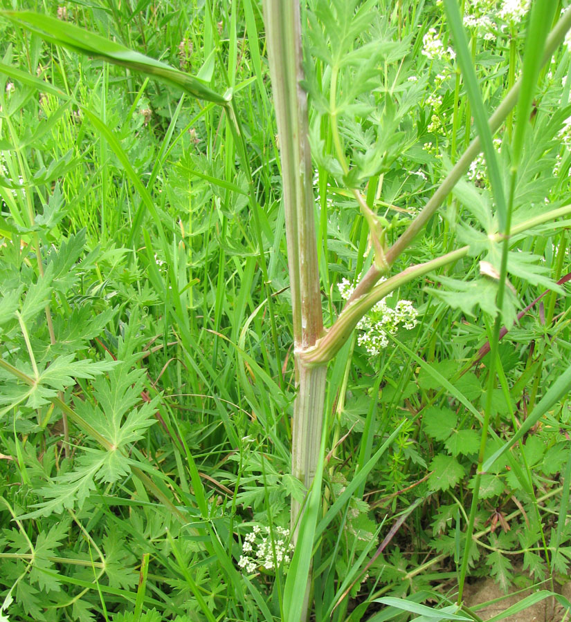 Image of Seseli libanotis specimen.