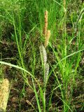 Carex aquatilis