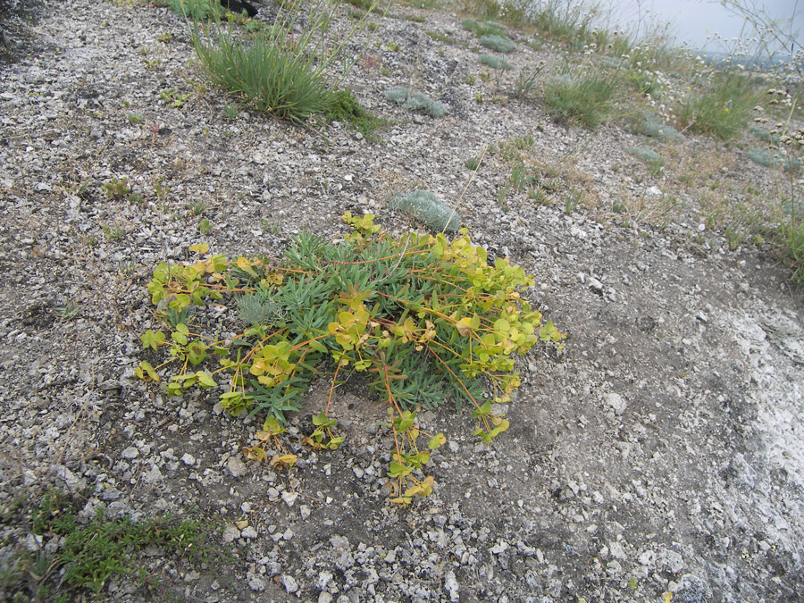 Изображение особи Euphorbia petrophila.