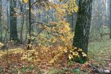 Tilia cordata. Молодое дерево с листьями в осенней окраске. Московская обл., Раменский р-н, окрестности д. Хрипань, смешанный лес. 08.10.2006.