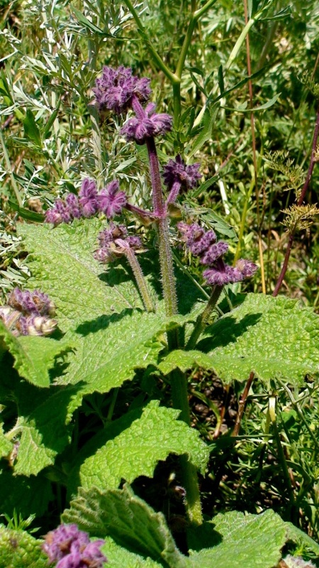 Изображение особи Salvia verticillata.